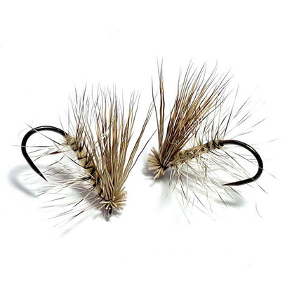 16PK Cinnamon Caddis