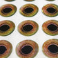 Herring – Self-adhesive Eyes